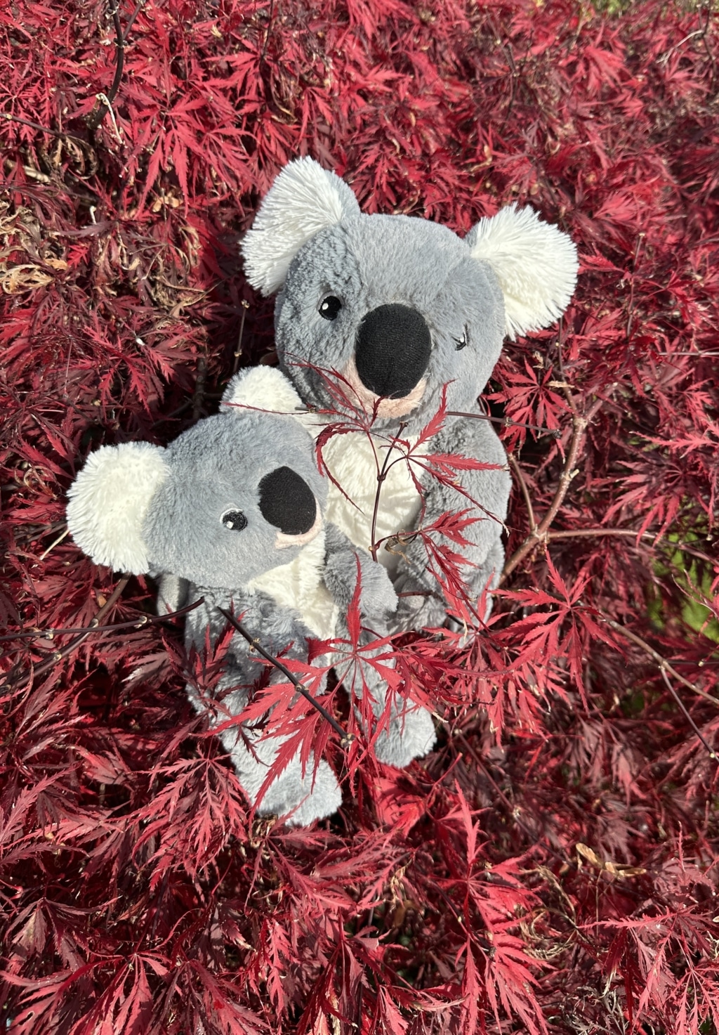 Koala mit Baby im roten Ahornlaub